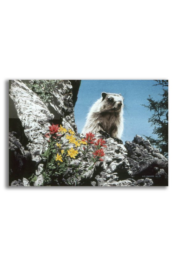 'Young Marmot' by Ron Parker, Acrylic Glass Wall Art, 24"x16"