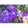 thumbnail image 5 of 500 EVENING ( night ) SCENTED STOCK Matthiola Longipetala Bicornis Flower Seeds, 5 of 9
