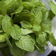 thumbnail image 3 of CHUXAY GARDEN MintITSC&nbsp;Chocolate Plant 65 Seeds Unique Hybrid Mint Chocolate Aroma Vigorous Fast-Growing Annual Plants Great for Garden, 3 of 3