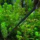 thumbnail image 3 of Universal 27CM Acuario Planta Camarón Arrecife Tanque Recto Pinzas Rectas Likrtyny  Para estrenar, 3 of 7