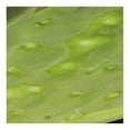 thumbnail image 3 of Nopal limpio 500 g, 3 of 3