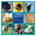 thumbnail image 2 of Galt Jouets, Bandes Sonores - Animal, 2 of 4