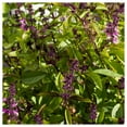 thumbnail image 5 of Everwilde Farms - 1000 Organic Cinnamon Basil Herb Seeds - Gold Vault Jumbo Bulk Seed Packet, 5 of 5