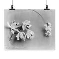 thumbnail image 2 of Print: White House Orchids, circa 1889, 2 of 4