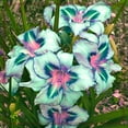 thumbnail image 4 of Daylily Planting-Beautiful Garden Decoration- Simple to Grow-Garden Stakes Planting-Home Decoration, 4 of 8