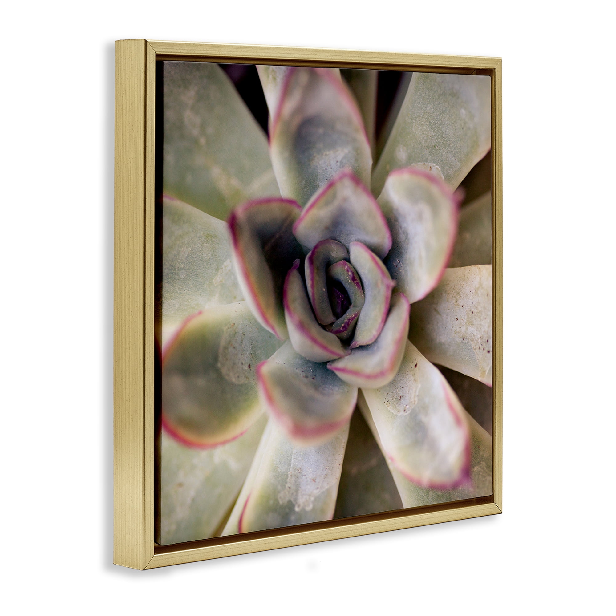 Stupell Industries Succulent Petals Pattern Plants & Flowers Photography Gold Floater Framed Canvas Art Print Wall Art, 18 x 18