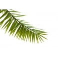 thumbnail image 2 of Green Palm Leaf White Wall Decal by Wallmonkeys Peel and Stick Graphic (18 in W x 12 in H) WM336883, 2 of 4