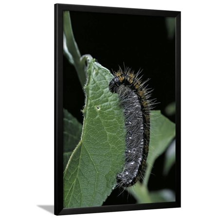 Aporia Crataegi Black Veined White Butterfly Caterpillar