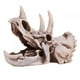 thumbnail image 1 of Modelo de calavera de Triceratops simulado-artesanía decorativa para el hogar y la Oficina, 1 of 10