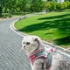 thumbnail image 4 of Arnés reflectante para gatos y juego de correa Chaleco a prueba de escapadas para gatos, conejos, perros pequeños y cerdos Diseño de malla transpirable para paseos al aire libre, 4 of 6