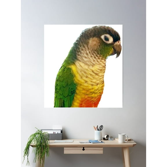 Green Cheek Conure Poster Wall Art, Modern Wall Decor For Living Room Bedroom, 8x12 UNFRAMED