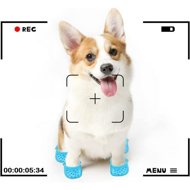 Corgi Clogs Corgi Clogs