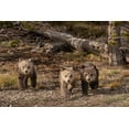 thumbnail image 2 of Jaynes Gallery 32x23 Gold Ornate Wood Framed with Double Matting Museum Art Print Titled - Wyoming-Yellowstone National Park Three grizzly bear cubs, 2 of 4