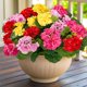 thumbnail image 1 of Flores artificiales de geranio Turnmeon para decoración de exteriores, 4 unidades, 1 of 9