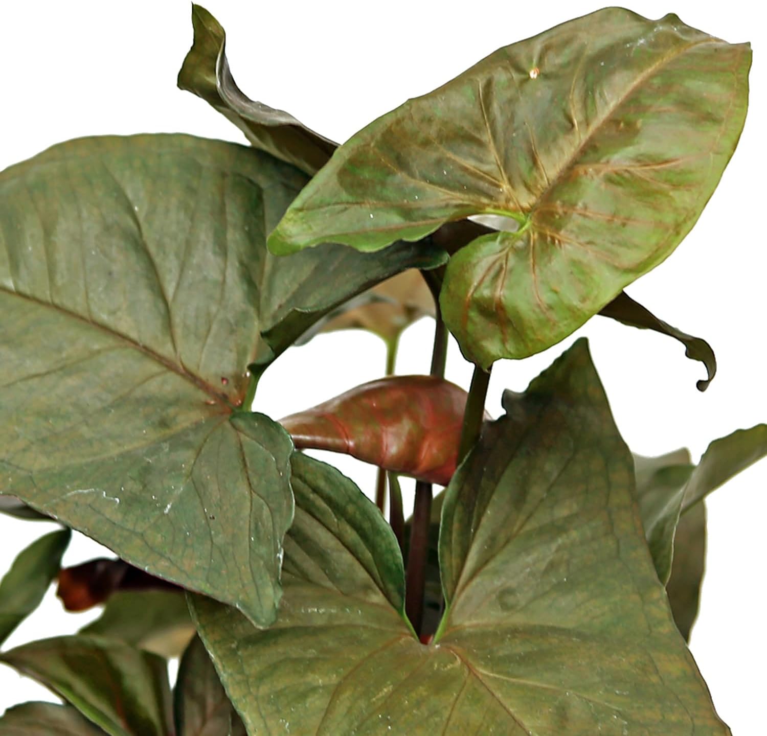 Live Combo Syngonium Arrowhead White Butterfly & Maria Allusion, Christmas Gift for Co-Worker, Housewarming Gift, Fully Rooted Indoor Plant, Healthy Houseplants in 4" Pots