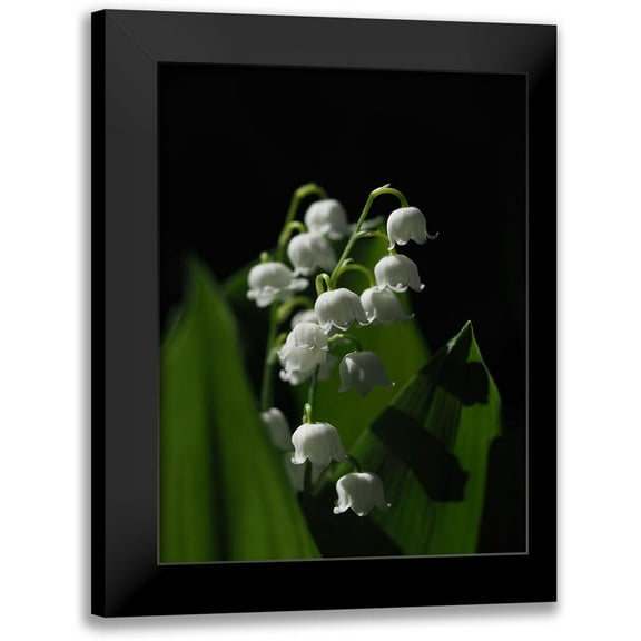 Bonin, Suzanne 12x14 Black Modern Framed Museum Art Print Titled - Lily Of The Valley