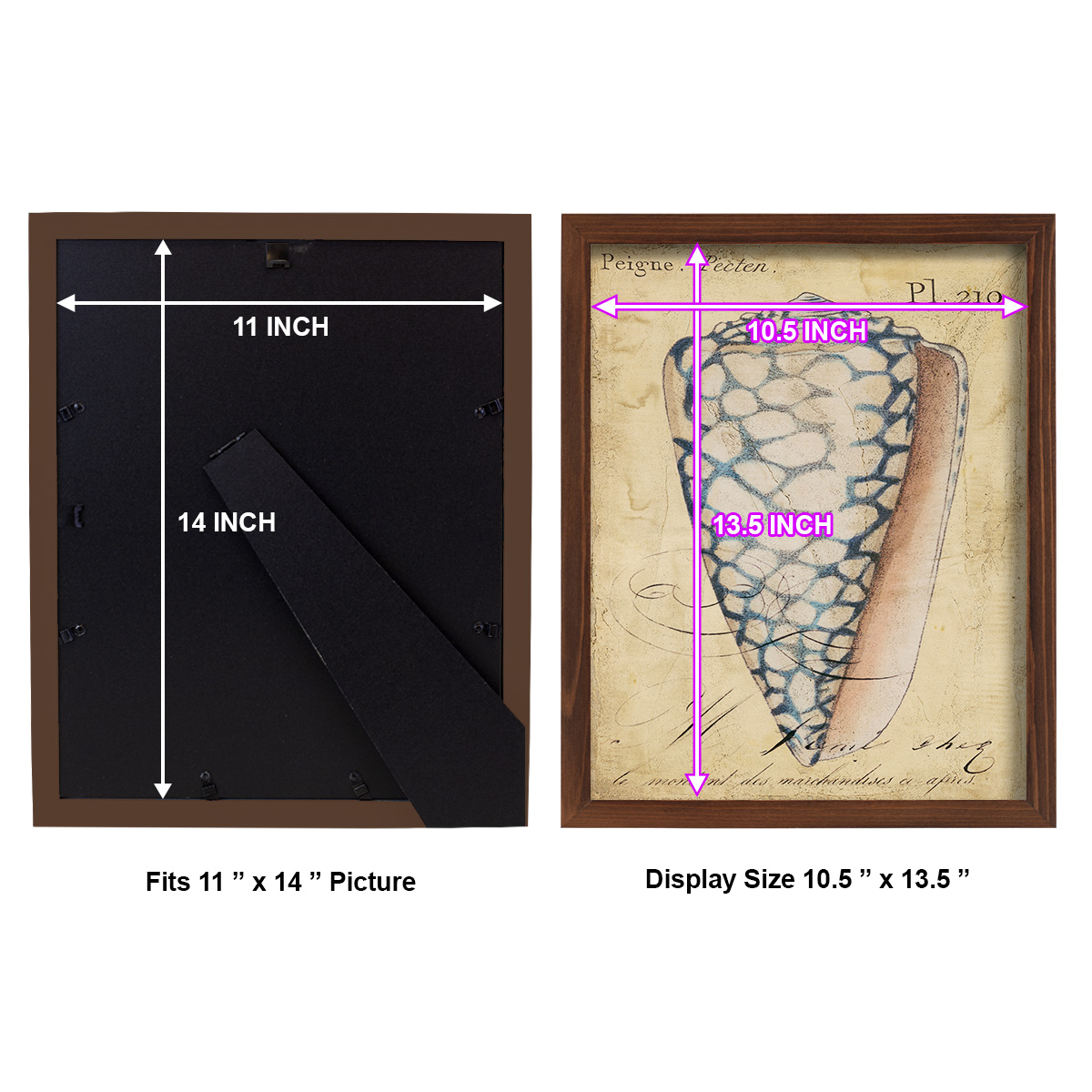 Seashell Ephemera IV - Framed Print w/glass - Chestnut
