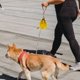 thumbnail image 4 of WEUVEB 1Ud Bolsa Para De Perro Para Entrenamiento Exterior Con Cordón Y Material De Calidad, 4 of 6