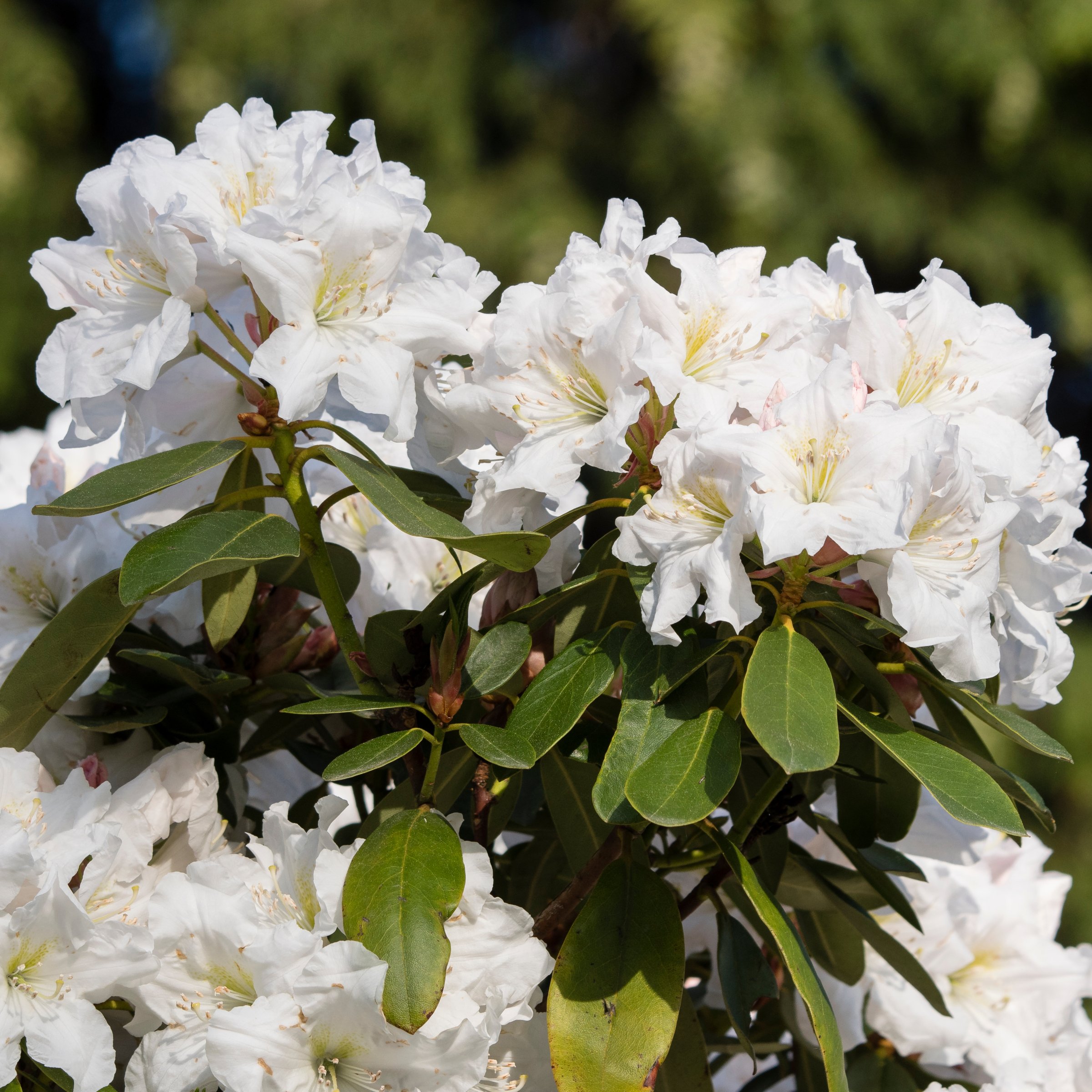3 gal Azalea Delaware Valley White Live Shrub with Partial Shade