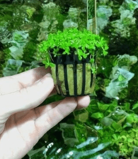 Micranthemum Monte Carlo Live Aquarium Plant – Easy Carpet Foreground Plant for Aquascaping, Freshwater Fish Tank Plant