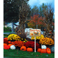 thumbnail image 2 of Eveokoki Pumpkin Patch Yard Sign 12x8Inch Pumpkin Decor Fall Signs For Outdoor & Indoor Aluminum Lawn For Autumn Thanksgiving Ground Decorations, 2 of 4