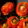 thumbnail image 3 of Nvzi Flores de ranúnculo artificiales con tallo de tacto real, flores de ranúnculo de seda (paquete de 6) (rojo), 3 of 5