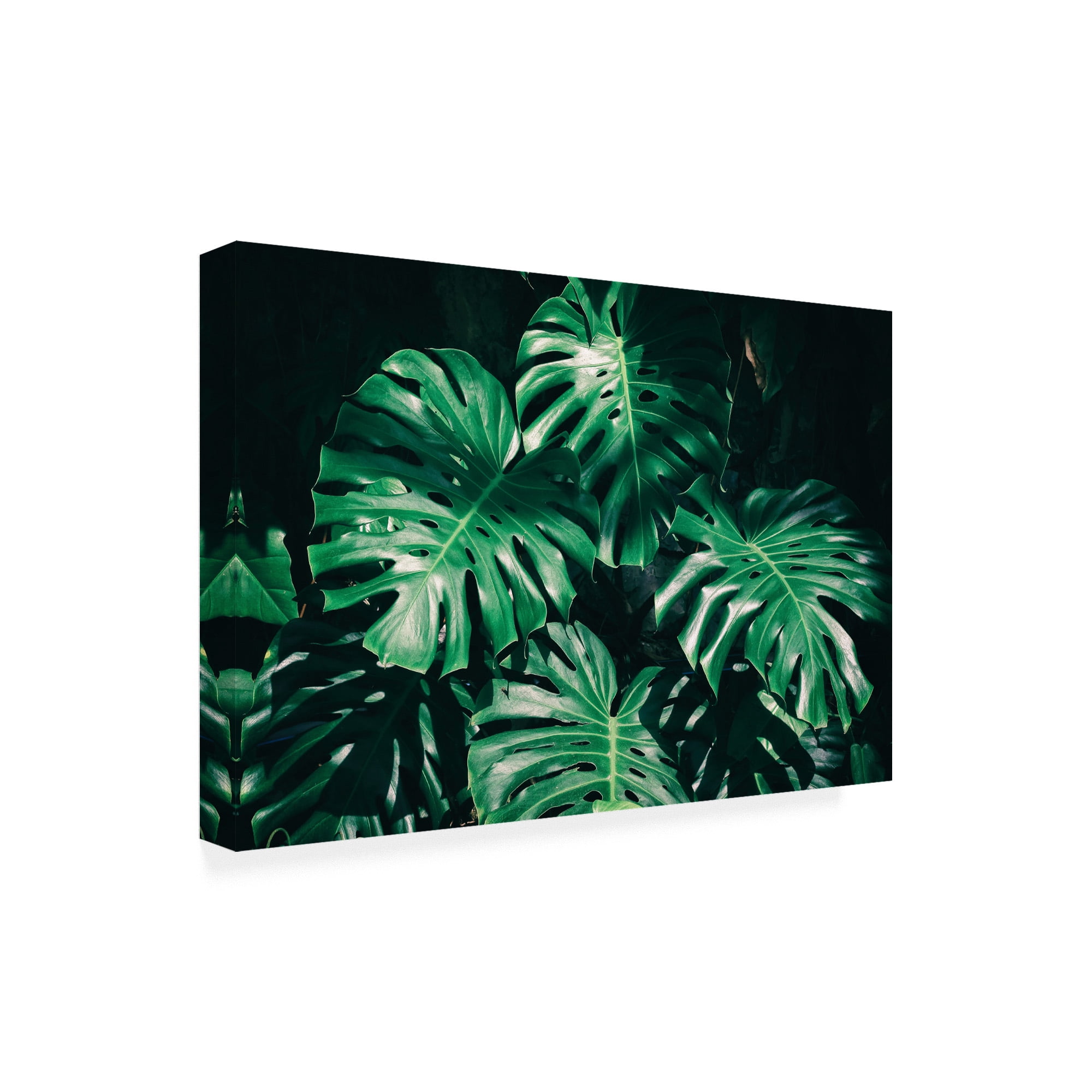 Trademark Fine Art 'Tropical Green Palm' Canvas Art by PhotoINC Studio