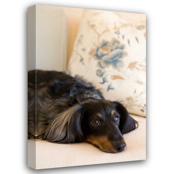 Karyn Millet 28x40 Gallery Wrapped Canvas Wall Art Titled - Dachshund