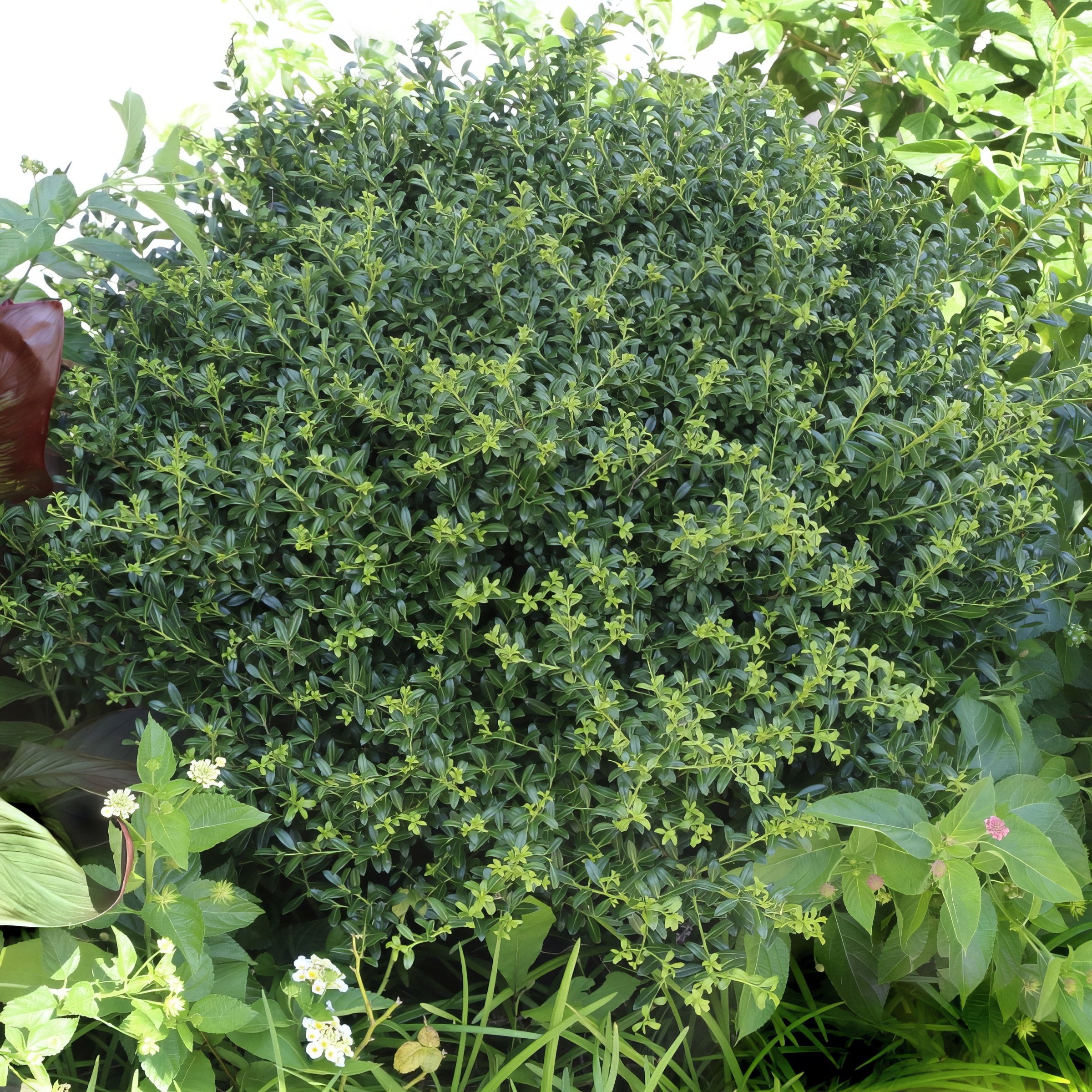National Plant Network 1 gal Holly 'Soft Touch' Live Shrub with Full Sunlight