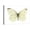 Canvas, variant on Art.com Cabbage Butterfly (Pieris Rapae), Insects Art Print by Encyclopaedia Britannica, 18" x 12"
