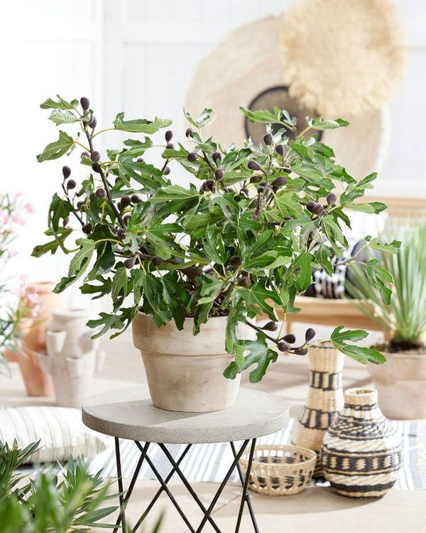 Southern Living Little Miss Figgy Dwarf Fig Live Shrub in 2-Gallon Grower Pot