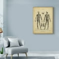thumbnail image 3 of Trademark Fine Art 'Anatomy Study II' Canvas Art by Wilkes, 3 of 4
