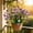 Purple, variant on 2PC Calla Lily Artificial Flowers,Fake Faux Plastic Fake Flowers Plants,UV Resistant Outdoor Artificial Flowers,for Yards Planter Home Porch Spring Fall Summer Decor