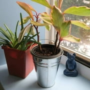 Kicko 24 Pack Large Galvanized Metal Buckets with Handles - 5 x 4.5 inches Unique Goody