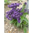 thumbnail image 4 of 50 Blue MARINE HELIOTROPE Heliotropium Arborescens Flower Seeds, 4 of 6