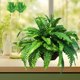 thumbnail image 5 of Simulate Green Plants Persian Fern Leaves Decorate Wedding Create Scenery And Home Decor, 5 of 6