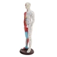 thumbnail image 3 of kusrkot 24" Human Anatomical Anatomy Head Skeleton Figure Statue Model Science, 3 of 9