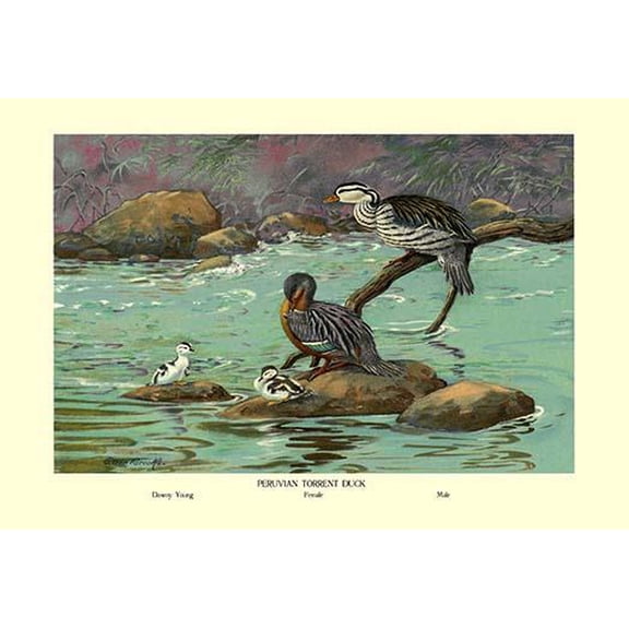 Peruvian Torrent Duck-Fine Art Canvas Print (20" x 30")