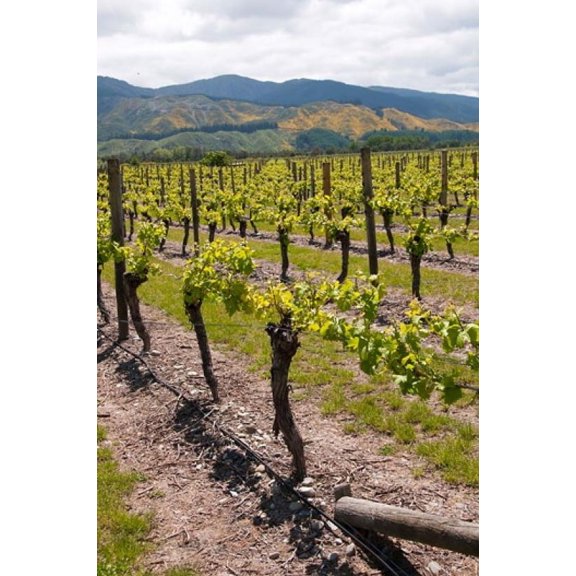 New Zealand Wairau Rivery Winery vineyard Canvas Art - Lee Foster DanitaDelimont (15 x 22)