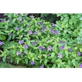 thumbnail image 3 of 50 BROWALLIA (Amethyst Flower / Bush Violet) Browallia Americana Flower Seeds, 3 of 5