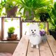 thumbnail image 4 of Linda forma de perro jardín maceta planta maceta decoración de jardín Wmkox8yii gf11306, 4 of 7