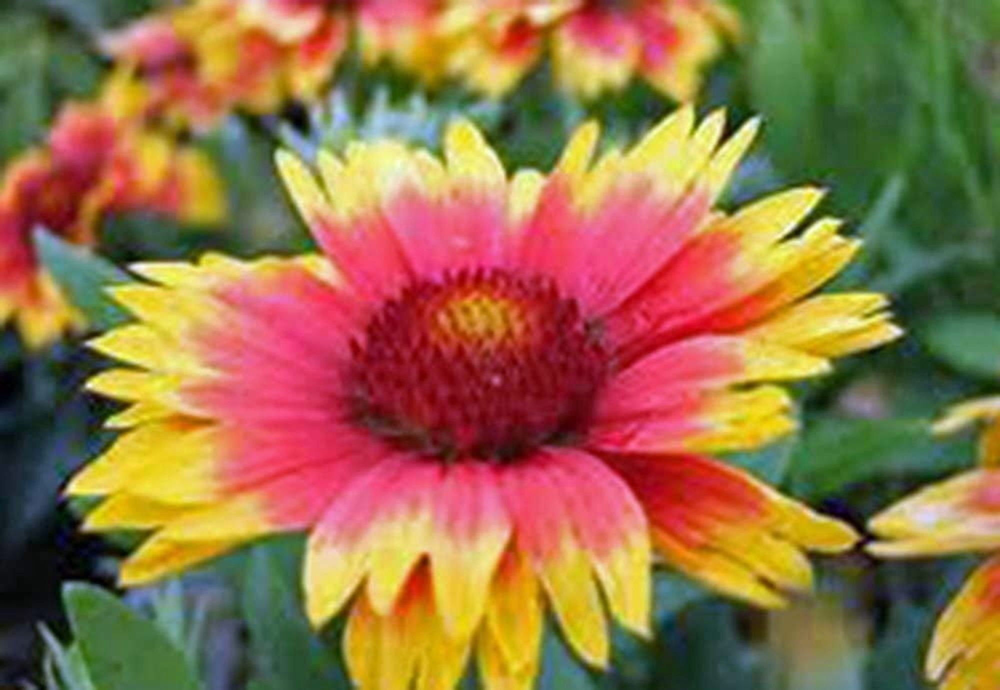 Gaillardia Blanket Flower, 200 Seeds Beautiful Bright Large Cut Flower