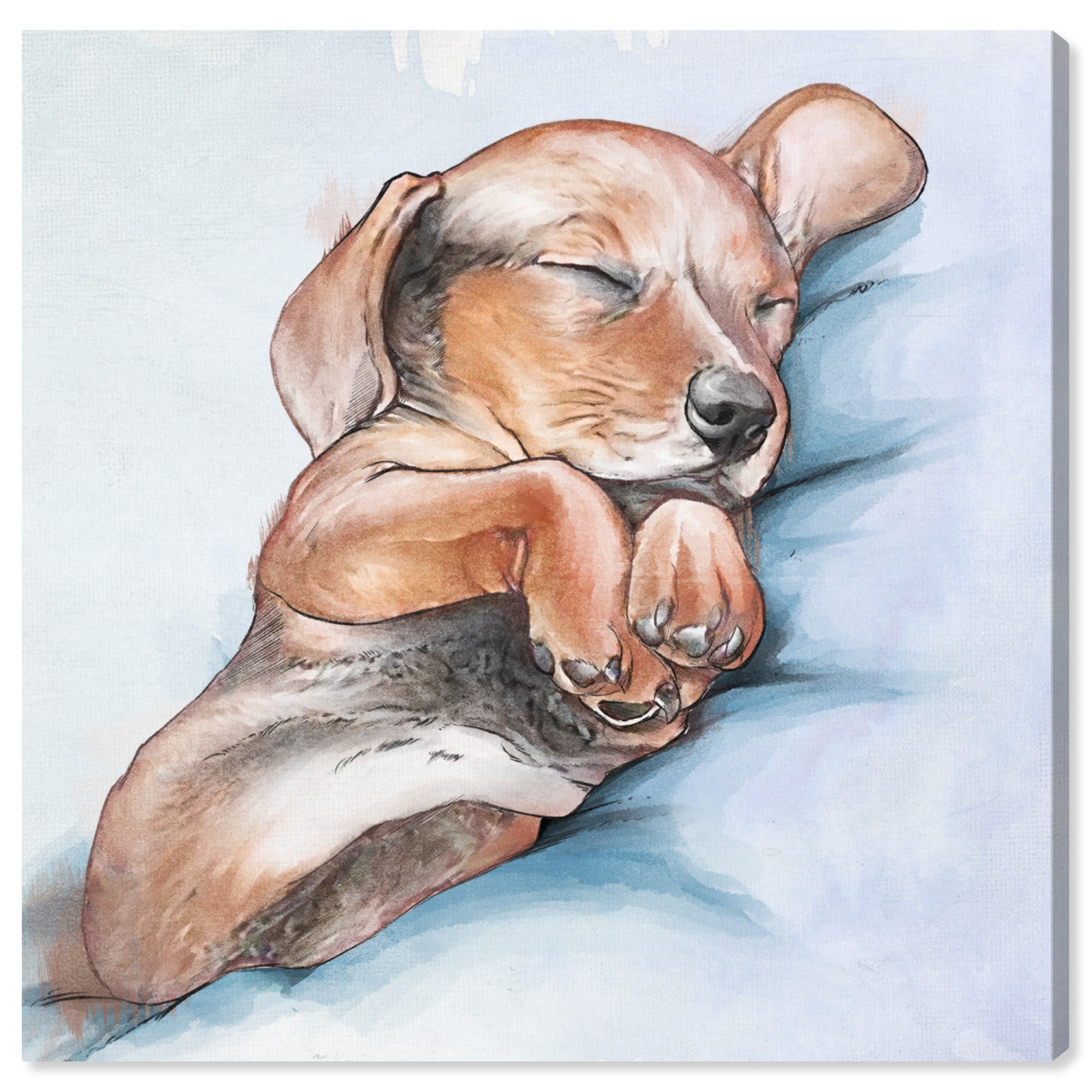 Why Do Dogs Sleep Against Walls