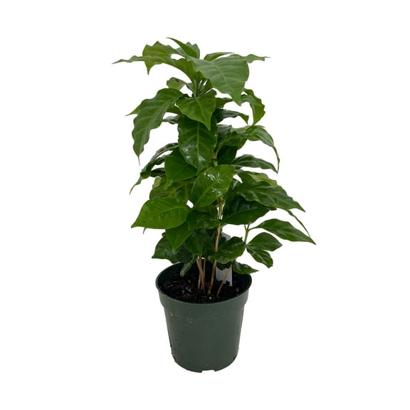 Arabica Coffee Bean Plant - 4" Pot - Grow & Brew Your Own Coffee Beans