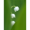 thumbnail image 3 of Convallaria “Lily of the Valley“ (5 pips root bulbs) - Flourishing Venture, 3 of 6
