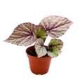 thumbnail image 2 of Begonia Oteka Rhizomatous, 4 inch, White Rhizo with Light Pink Band, 2 of 4