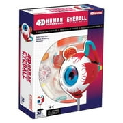 Tedco Toys  4D Anatomy Eyeball Model