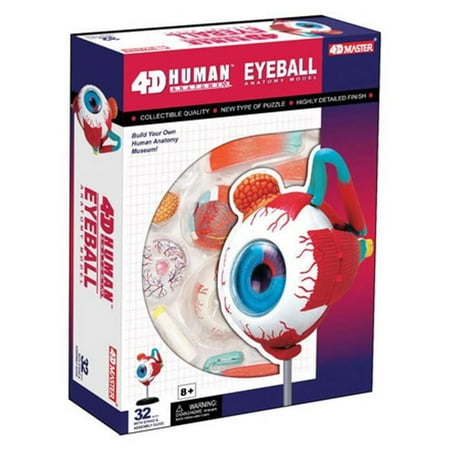 Tedco Toys 26054 4D Anatomy Eyeball Model