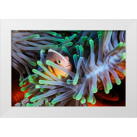 Gabriel, Barathieu 32x23 White Modern Wood Framed Museum Art Print Titled - Clownfish