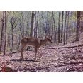 thumbnail image 4 of Wildgame Innovations SC20i20-7 Silent Crush Cam 20 Trail Camera, Bark, 4 of 5